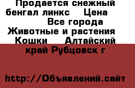 Продается снежный бенгал(линкс) › Цена ­ 25 000 - Все города Животные и растения » Кошки   . Алтайский край,Рубцовск г.